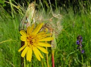 Mi son goduto la peonia dello Zucco e non solo ! – 25magg26 - FOTOGALLERY